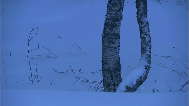 雪覆盖了瑞典的林地。视频素材