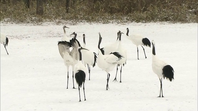 日本丹顶鹤从树顶飞过，然后降落在积雪覆盖的觅食地。视频素材