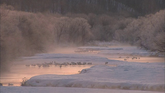 日本鹤聚集在日本一条雾蒙蒙、结霜的河上。视频素材