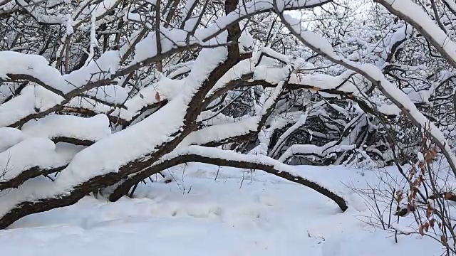 在白雪覆盖的森林里，美丽而惊恐的女孩逃离一个想象中的恶棍视频素材