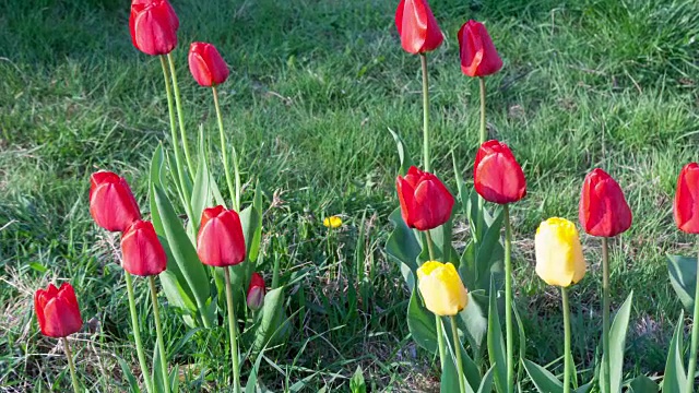 红色郁金香花视频素材