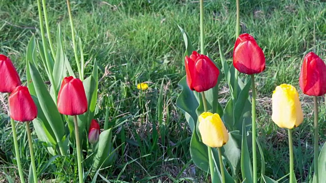 红色郁金香花视频素材