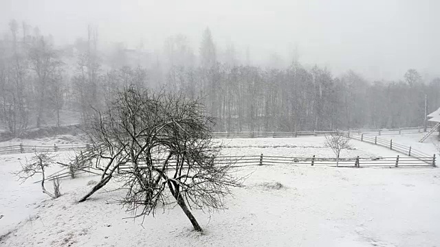 白雪覆盖的冷杉树视频素材