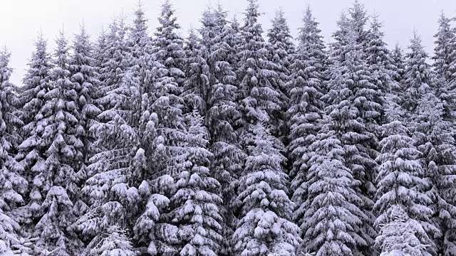 白雪覆盖的冷杉树视频素材