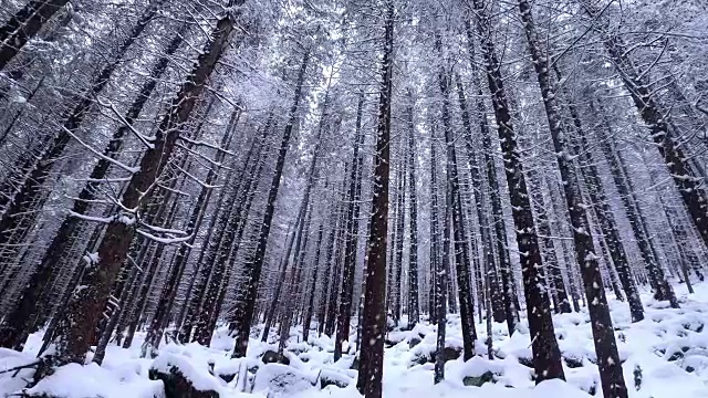 白雪覆盖的冷杉树视频素材