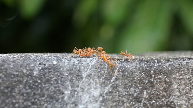 红蚂蚁在地上吃甜水视频素材