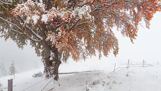 白雪覆盖的冷杉树视频素材