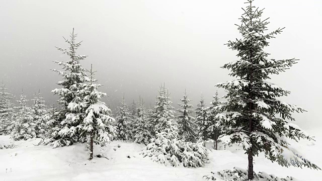 白雪覆盖的冷杉树视频素材