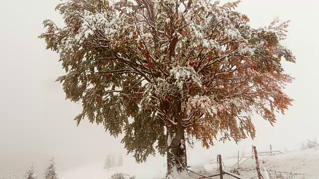 白雪覆盖的冷杉树视频素材