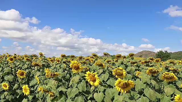 阳光明媚的一天，向日葵在微风中在田野里飞舞视频素材