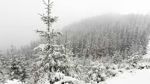 白雪覆盖的冷杉树视频素材