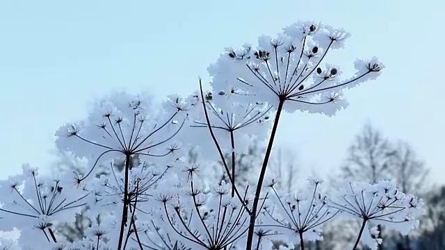 冬天视频素材