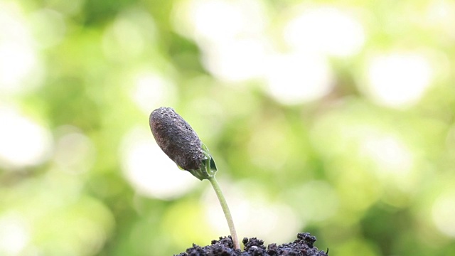 绿色背景中的绿色种子高清片段视频素材