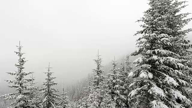 白雪覆盖的冷杉树视频素材