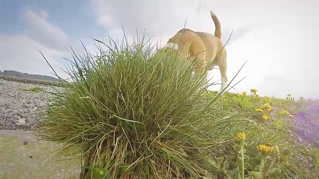 一只小猎犬在散步时嗅着地面的慢镜头视频素材