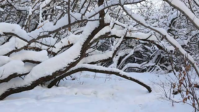 在白雪覆盖的森林里，美丽而惊恐的女孩逃离一个想象中的恶棍视频素材