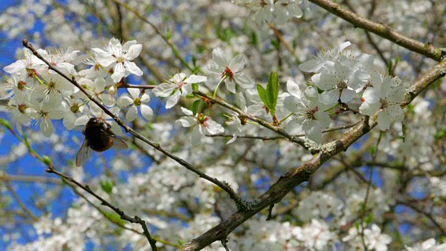 大黄蜂在苹果花上采集花粉视频素材