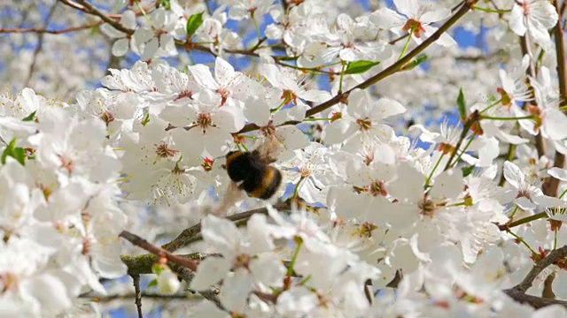 大黄蜂在苹果花上采集花粉视频素材