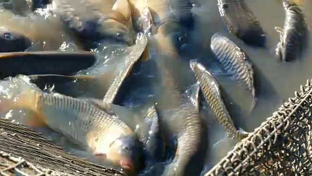 池塘中的淡水鱼视频素材