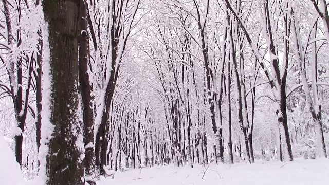 大雪后的公园小巷两侧，树冠交错的树木视频素材