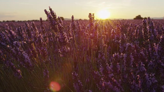 特写:夏日夕阳下美丽无边的薰衣草田视频素材