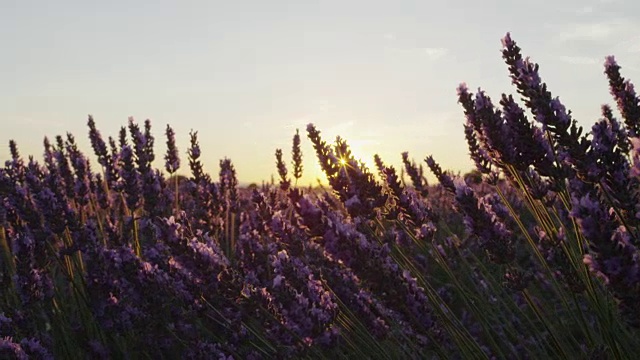 特写:在夏天的晚上，夕阳透过紫色的薰衣草花照耀着视频素材