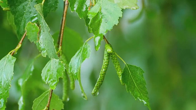 桦树特写夏雨后视频素材