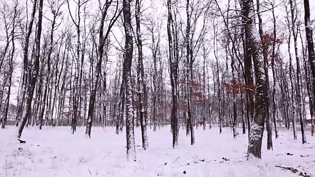 森林里飘雪的冬天视频素材