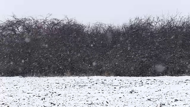 森林里飘雪的冬天视频素材