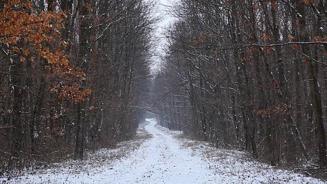 森林里飘雪的冬天视频素材