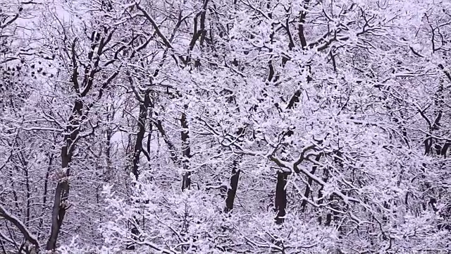 森林里飘雪的冬天视频素材