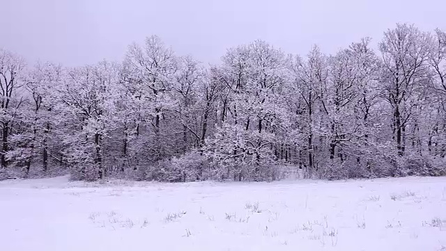 森林里飘雪的冬天视频素材