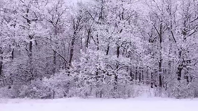 森林里飘雪的冬天视频素材