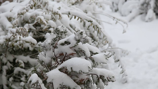 冬天和雪视频素材