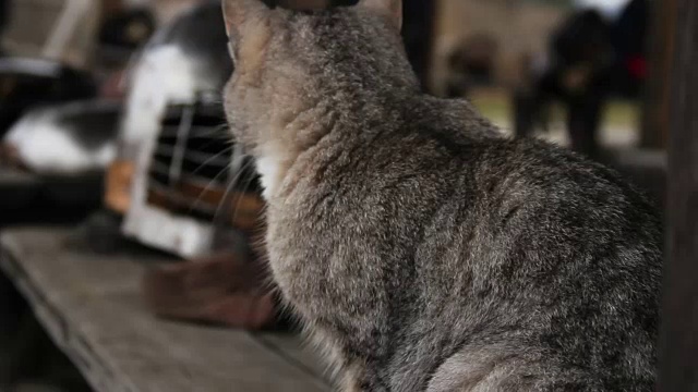 滑稽的猫看着镜头，骑士的钢盔在历史上视频素材