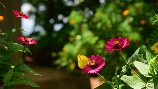 印度尼西亚爪哇，正在吃百日线虫花的蝴蝶Eurema alitha Wollongong视频素材