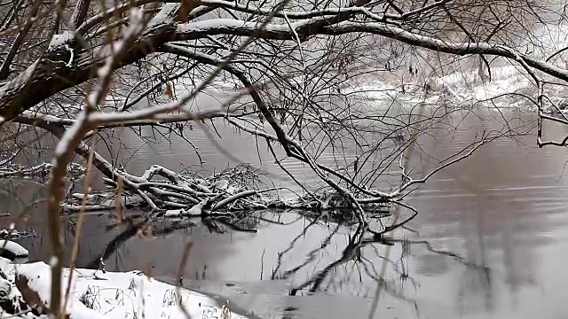 野鸭在冬天的池塘里游泳视频素材