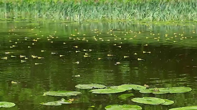 湖中荷花的特写镜头视频素材