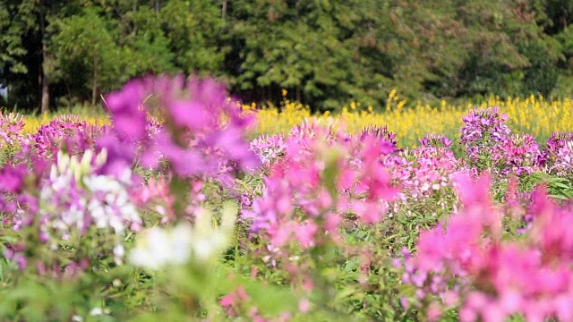 蜜蜂在多色花田视频素材