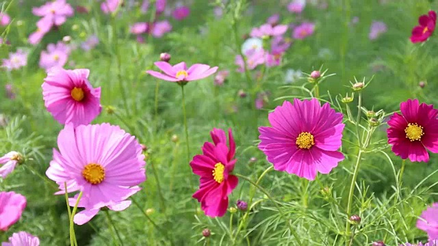 近距离观察田野里的宇宙花视频素材