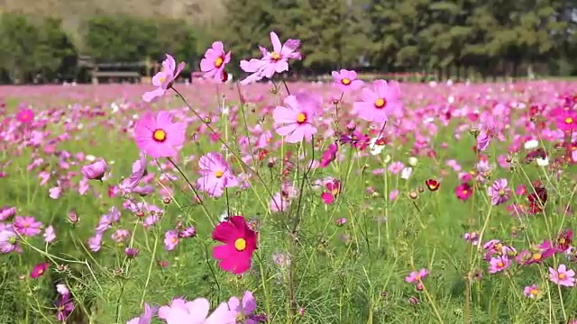 田野里的宇宙花视频素材