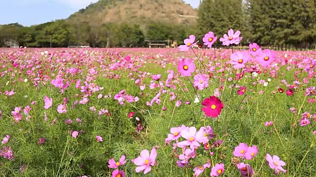 田野里的宇宙花视频素材