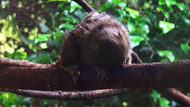 树上的侏儒狨猴视频素材