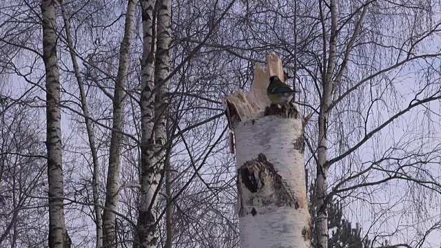 大山雀坐着啄着树桩视频素材