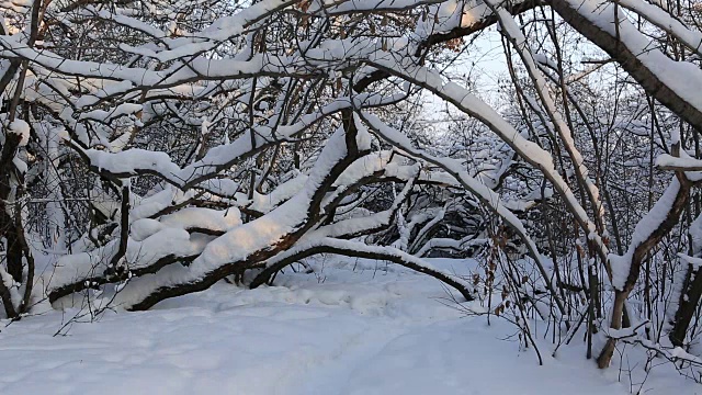 在白雪覆盖的森林里，美丽而惊恐的女孩逃离一个想象中的恶棍视频素材