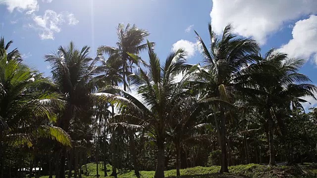 菲律宾的椰子树种植园视频素材