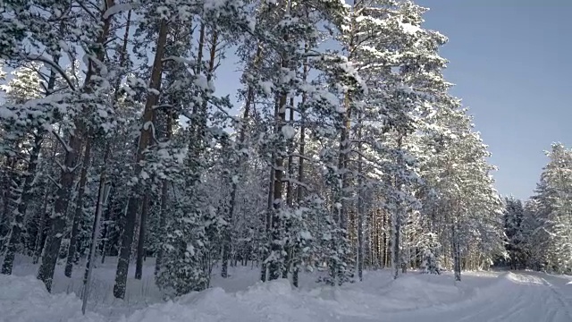 森林里的树被白雪覆盖着视频素材