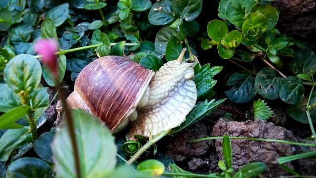 花园蜗牛吃的特写视频素材
