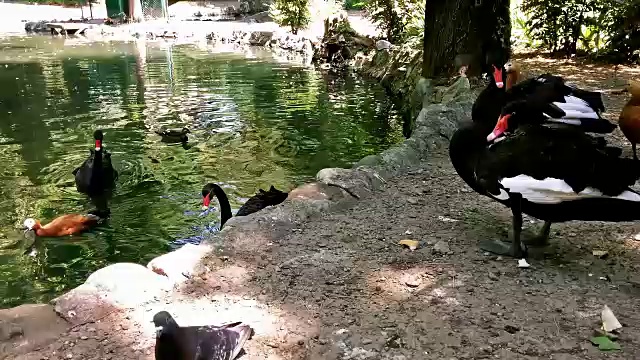 黑天鹅和鸽子的近景视频素材