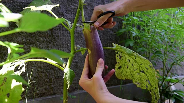 用剪刀从茄子上收获紫茄子视频素材